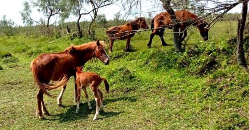 Dibru-Saikhowa National Park, Dibrugarh, Assam - Vushii.com